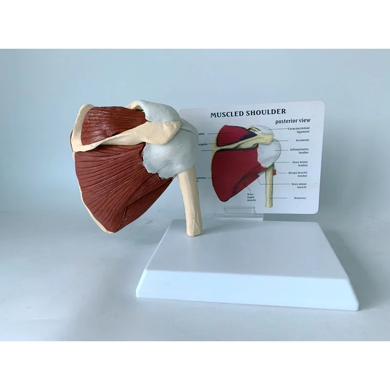 Lebensgroßes anatomisches Schulterblatt der menschlichen Schulter, Schlüsselbein, Muskelanatomiemodell, Gelenk, funktionelles Bänder, medizinische Lehrmittel