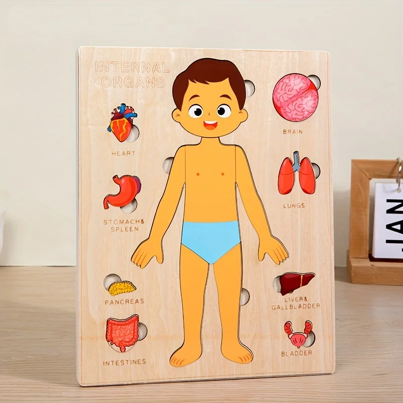 Human Body Puzzles for Kids Wooden Montessori Anatomy Puzzle Play Set Human Body Model Educational Game for Preschoolers