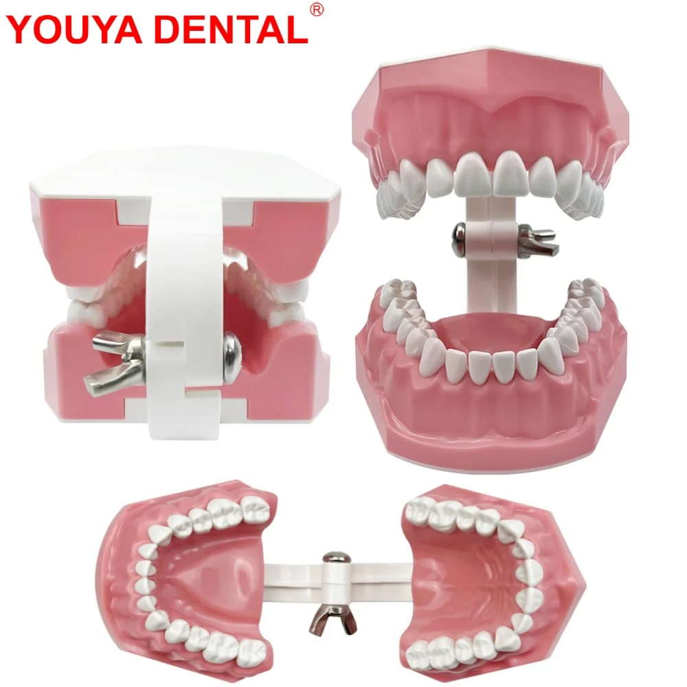 Teeth Model Dental Teaching Model Doctor Patient Communication Dentist Education Demo Students Studying Plastic Dentistry Models