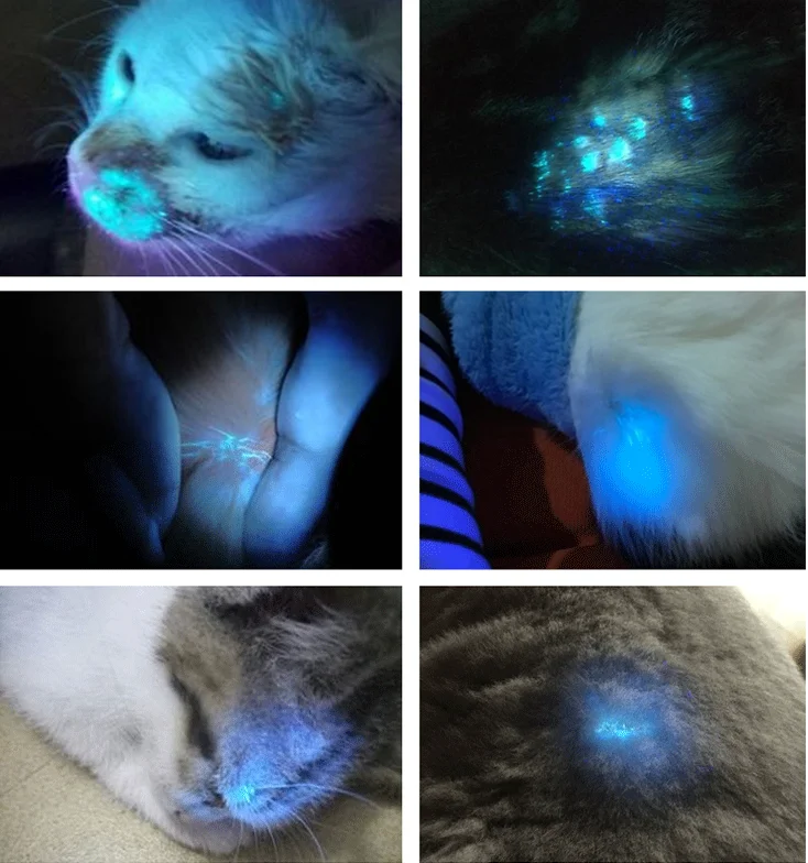 Medical CE 365nm UV Light Vet Skin Examination Veterinary Cat Dog Medical Pet Clinic Animal Wood Lamp Pet Medical Center view 2