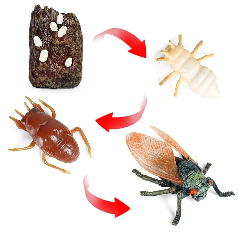 Life Growth Cycle Simulation Insect Butterfly Frog Chicken Action Figures Animal Model Baby Educational Miniature Kids Toy