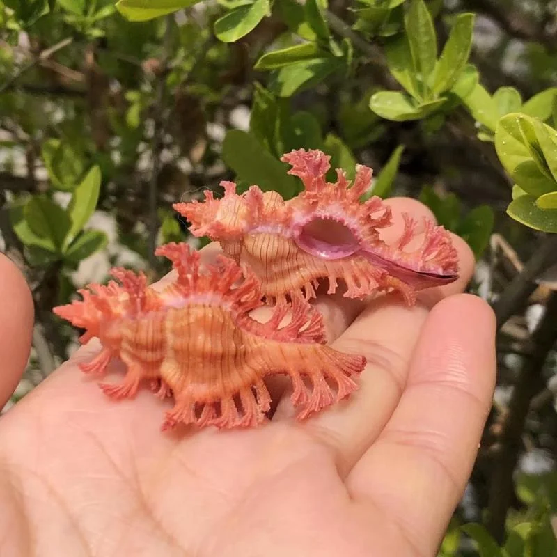 Pink Branched Murex Conch Shell: Ideal Aquarium Ornament & Landscaping for Fish Tank, also Perfect for Hermit Crab & Snail Habit