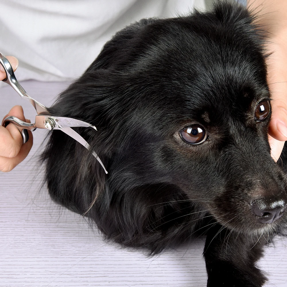 Pet Scissors 1 Piece of Pet Me - đánh giá và giá Grooming Scissors