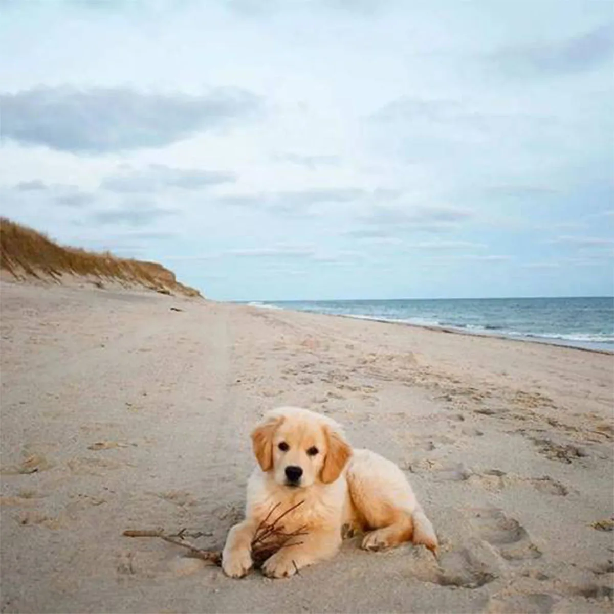 

Dog Bark Collar, Anti Bark Collar for Small Medium Large Dogs, Automatic Smart Bark Collar Anti Barking Training Collar E-Collar