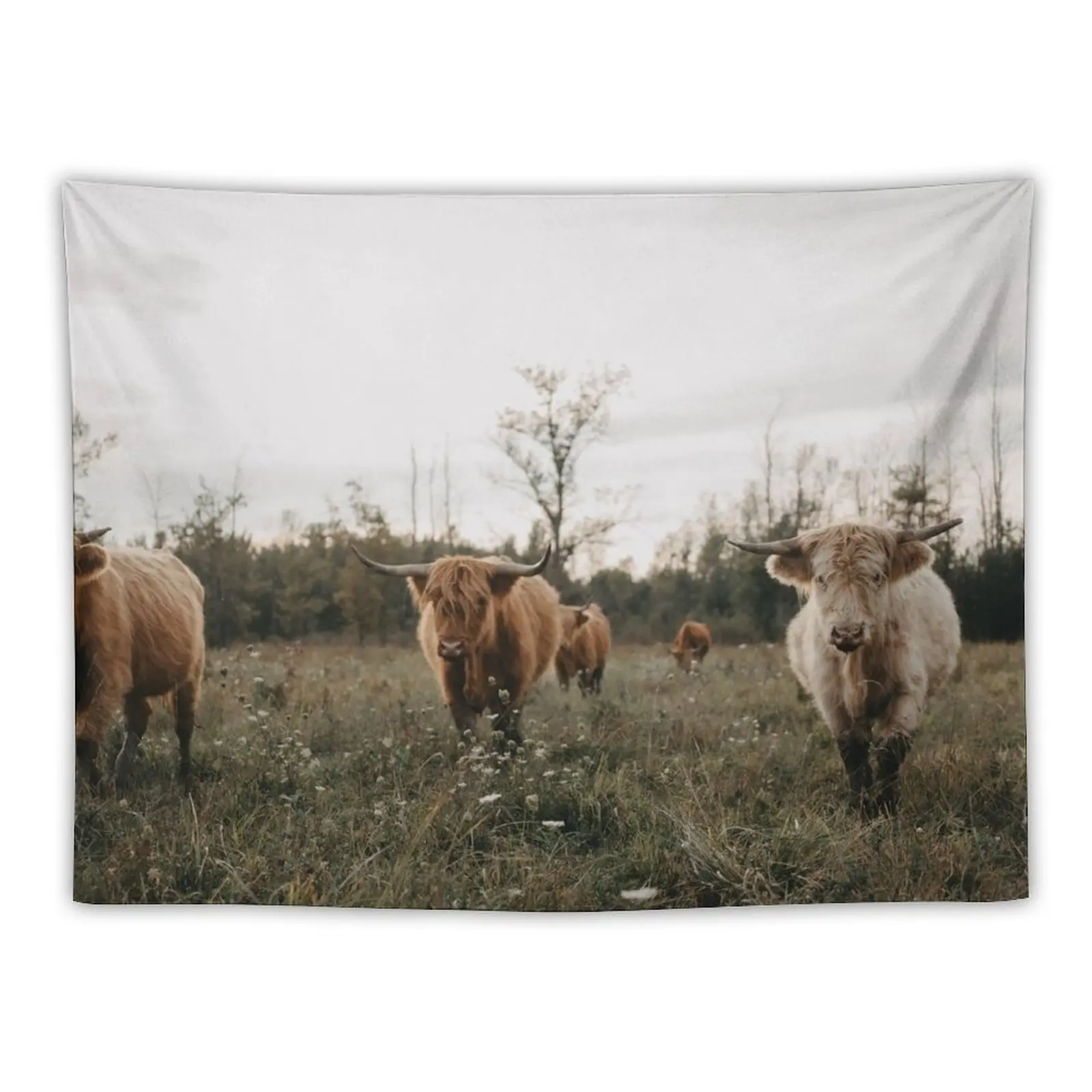 Highland cows in the meadow at sunset Tapestry Bedroom Organization And Decoration Bedrooms Decor Wall Deco Wall Mural Tapestry