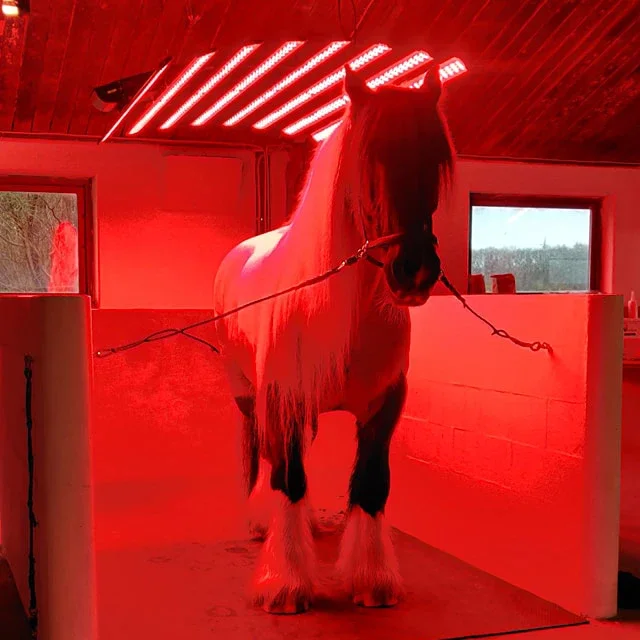 Barn light equine whole body treatment sunbath Pony light therapy device Red infrared horse light horse solarium