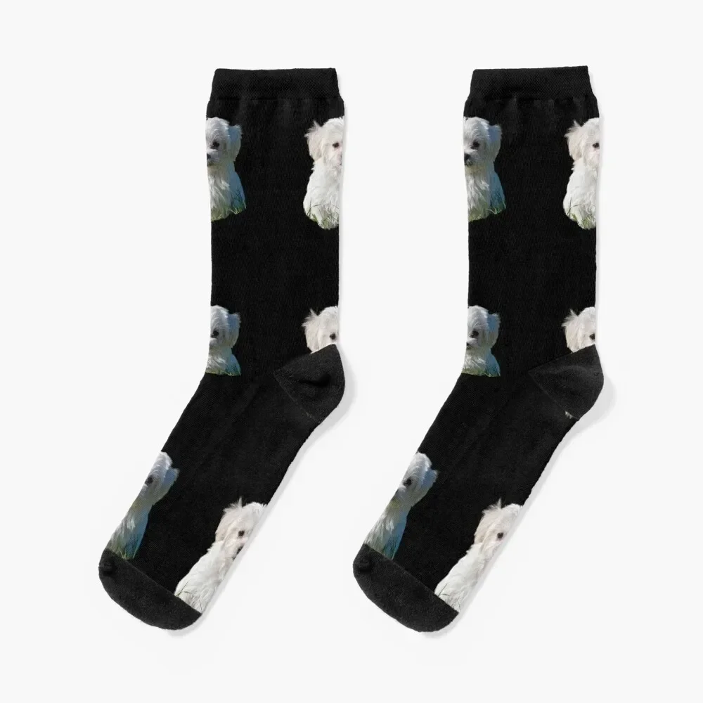 Havanese Cute Socks Lots gifts moving stockings Men Socks Women's