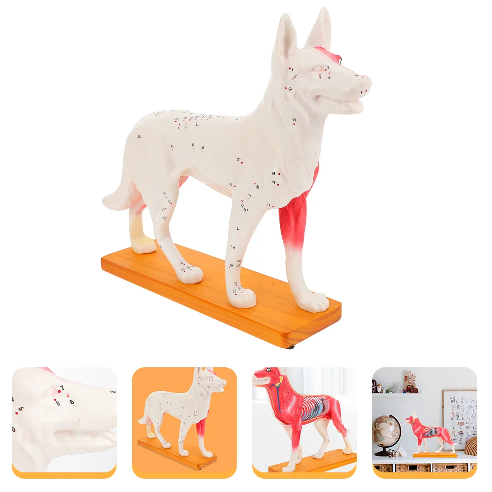 Dog Acupoint Model Acupuncture Demonstration Teaching Training Tools Major Veterinary Anatomy Student Anatomical Pvc