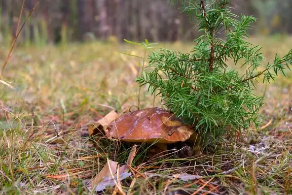 

Foxeer ELRS 915Mhz 868MHz Micro TX Module ExpressLRS ELRS 1W RF Module with Antenna for RC Airplane FPV Long Range Drone