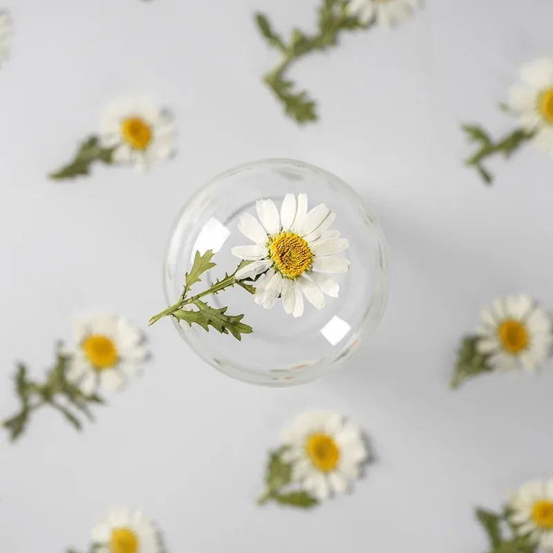 Good Real Natural Daisy Dried Pressed Flowers DIY Materials Pack Of 60 Pieces for Resin Jewelry Nail Stickers Makeup Art Crafts