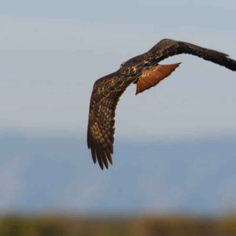 

Aluminum Rear Wheel Adapters for Tamiya Wild One Grasshopper II