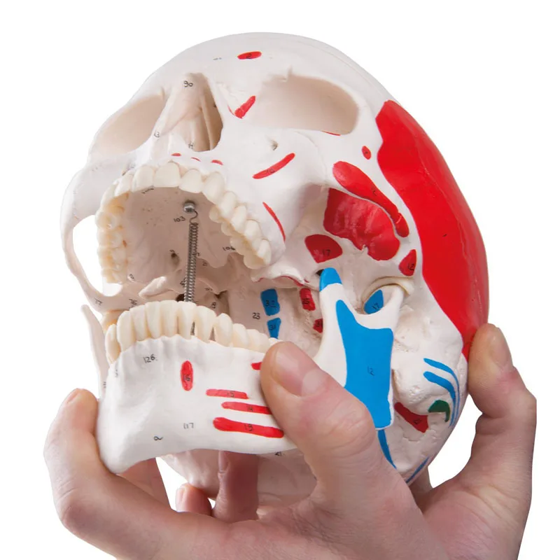Colored Human Skull Head Anatomy Model Medical Teaching Tools Drop Shipping
