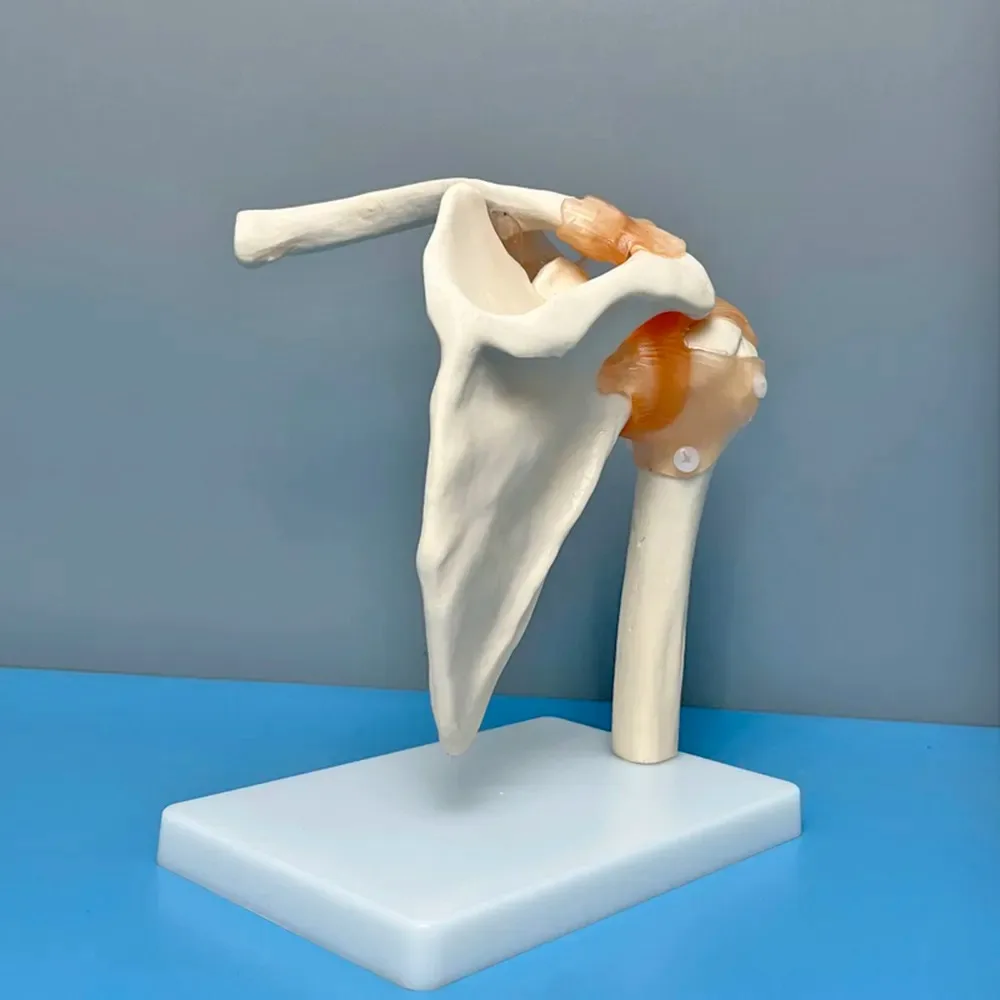 Shoulder Joint Model Simulated Teaching Model Student Teaching Laboratory Equipment Medical teaching Biological Model