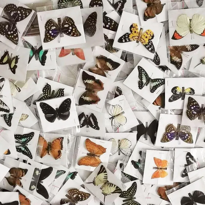 20Pcs Natural Real Natural Unmounted Butterfly Specimen Artwork Material Colorful Mixed Le Papillon Home Decoration DIY