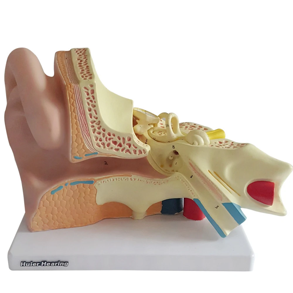 

5 Times Human Ear Anatomy Model Showing Organs structure of the Central and External Ears Medical teaching supplies 34x23x22CM