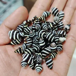Seashells, Mediterranean Decorative Accessories, Zebra Snails
