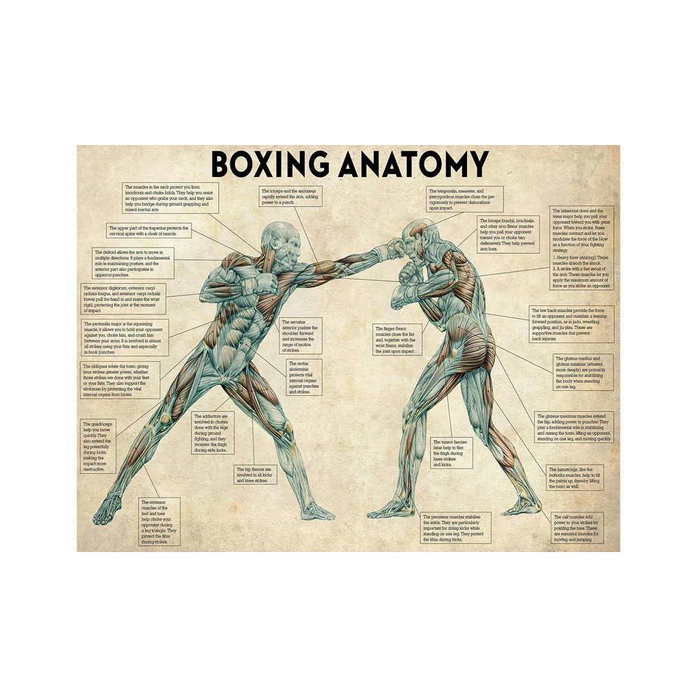 Boxing Anatomy Vintage Canvas Paintings on the Wall Art Boxing Posters and Prints Boxing Inspiring Pictures Home Decor Cuadros