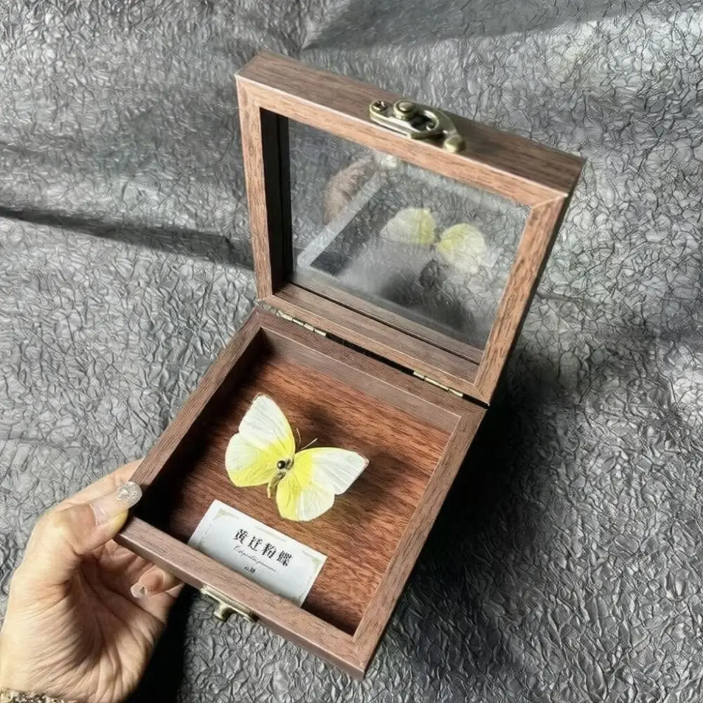 Modern 3D Shadow Box Frame Real Butterfly Specimen Unique Insect Taxidermy Decorative Gift For Living Room Office Art