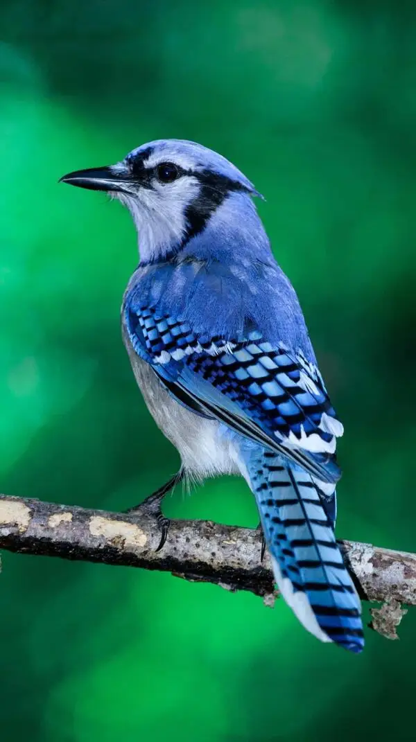 

Metal Gear Box Gearbox Housing IF408 for Kyosho MP9 MP10 MP10E 1/8 RC Car Upgrade Parts Accessories