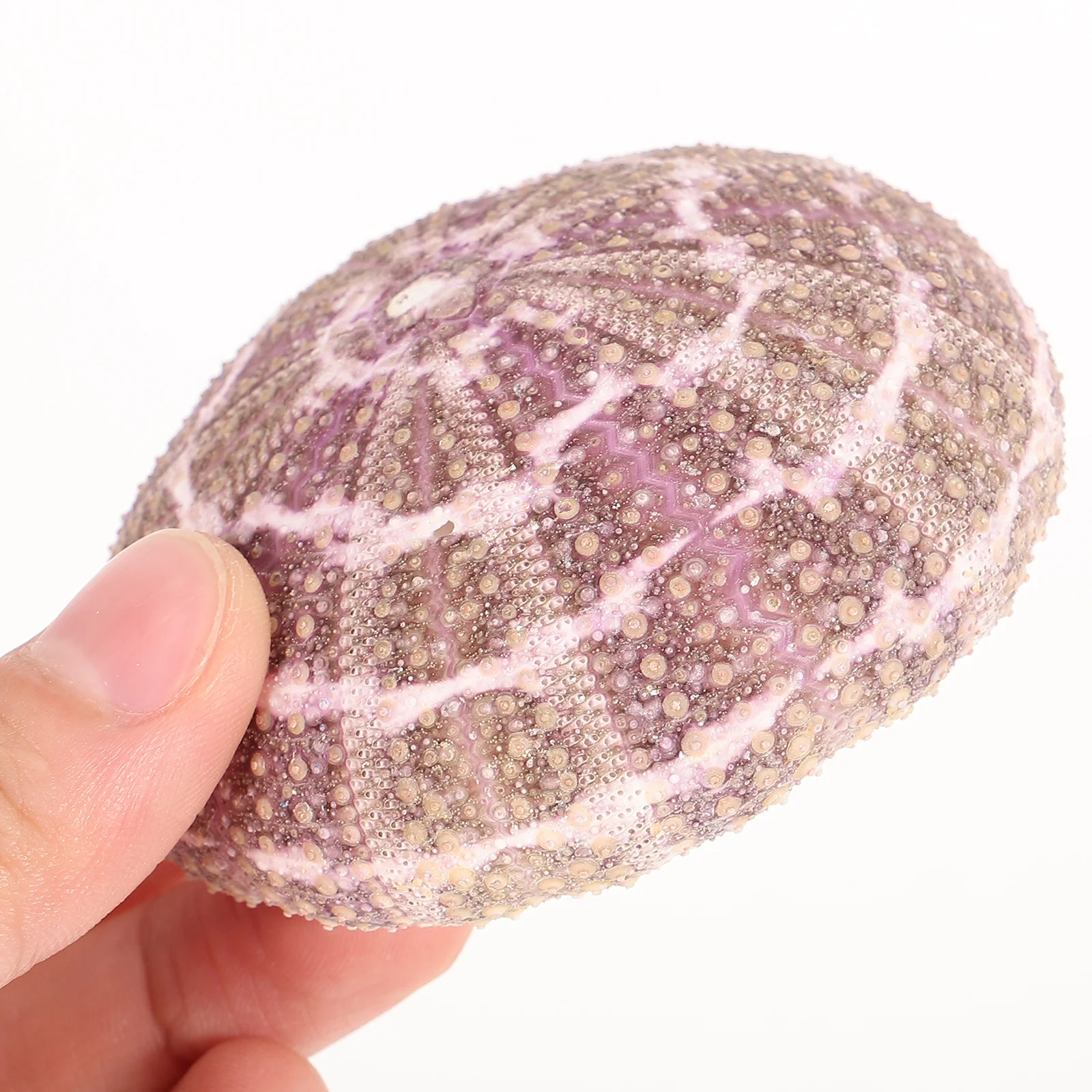 

7pcs Pink Urchins 3-7cm Seashell Air Plant Pot Decorative Succulent Display Container Photo Prop Gift