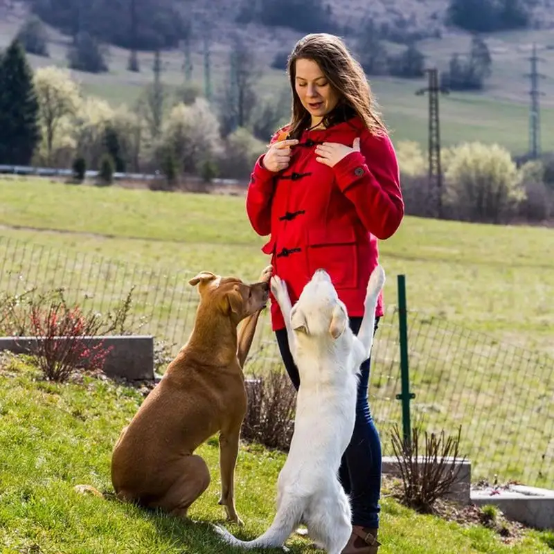 الكلب التدريب الفرس الحيوانات الأليفة القط البلاستيك الصوت الفرس جديد الكلاب انقر المدرب المعونة أدوات المحمولة دليل الصوت لوازم تدريب الكلاب #5
