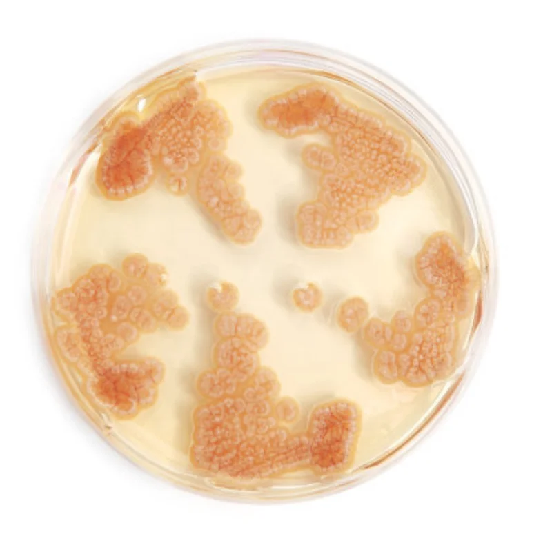 

7760 Алюминиевое переднее и заднее крепление двигателя для быстрой разборки деталей радиоуправляемого автомобиля Trxs 6S 8S 1/6 XRT 78086-4 1/5 XMAXX X-maxx Обновление