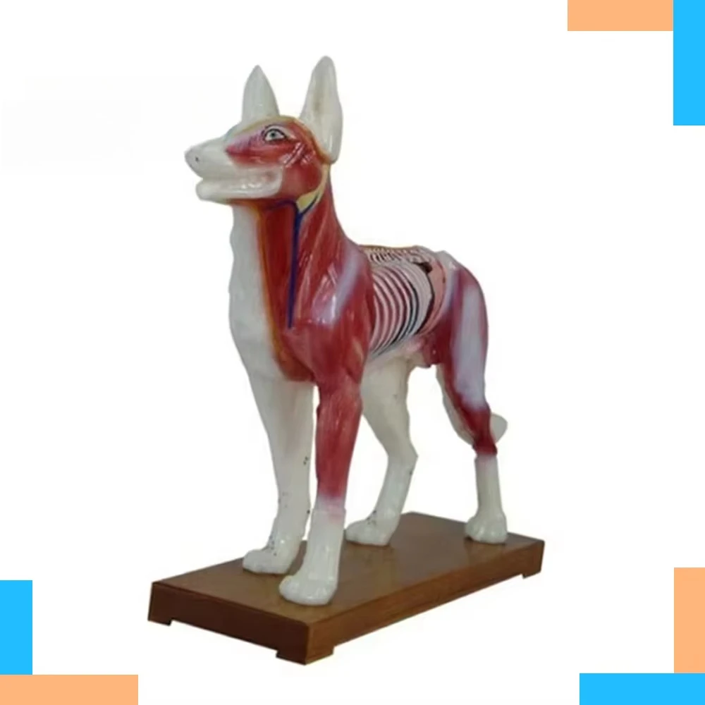 Animal Dog Acupuncture Anatomical Model Biological Teaching Aid for Medical Science Training Manikin for Sale