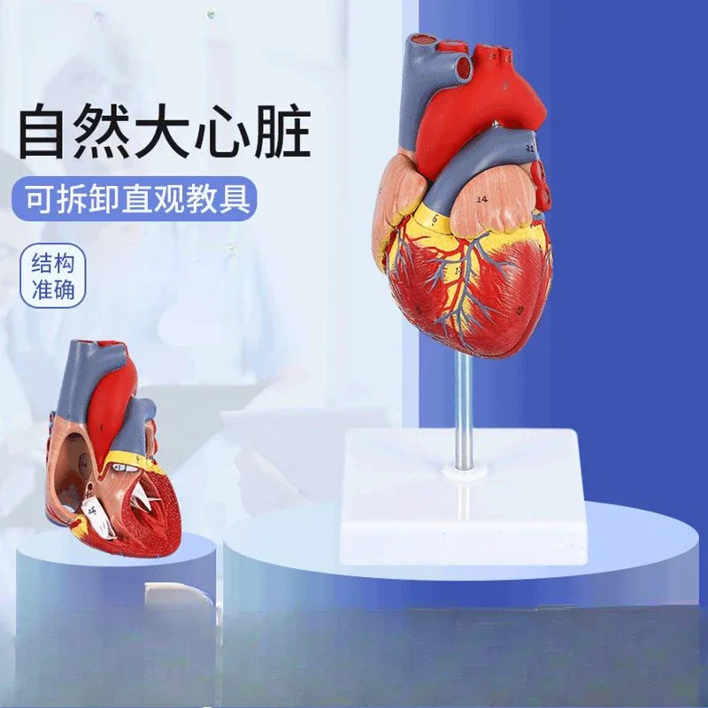 Human heart model, 2-part natural-size cardiac anatomical model, 34 accurately numbered anatomical structures