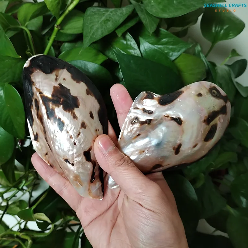 Large Polished Pearl Shell Natural Pteria Penguin Shell For DIY Craft Decor Brand Desktop Ornament Photo Prop Themed Party Gifts