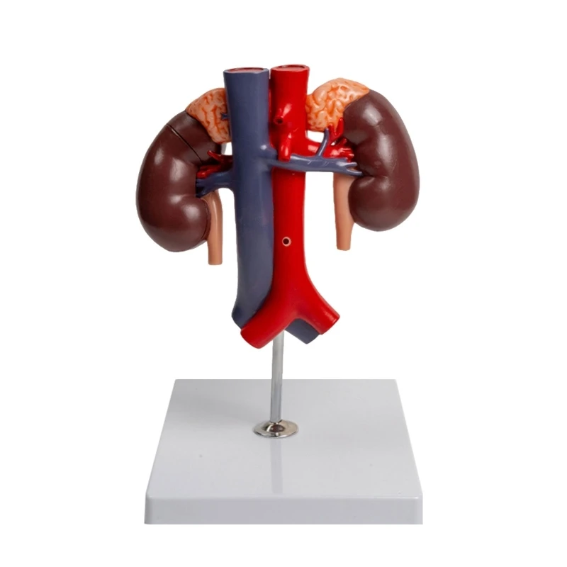 

Anatomical Kidney Model Include Abdominal Aorta, Pancreas, and Duodenum