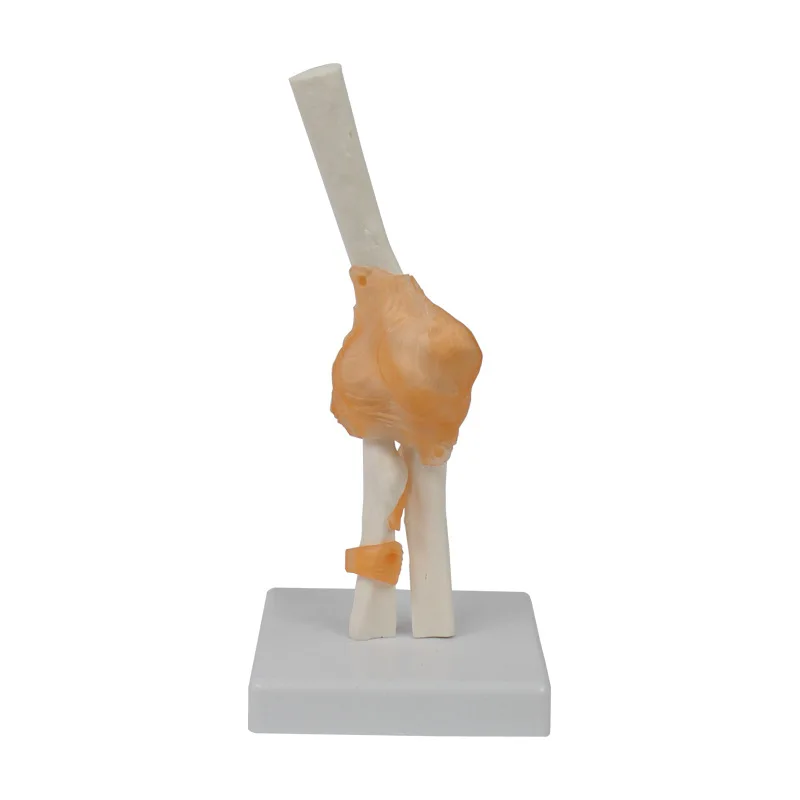 Anatomical Model Joint Model Include Ligament Plastic Bone of Elbow Teaching Resource Human Skeleton