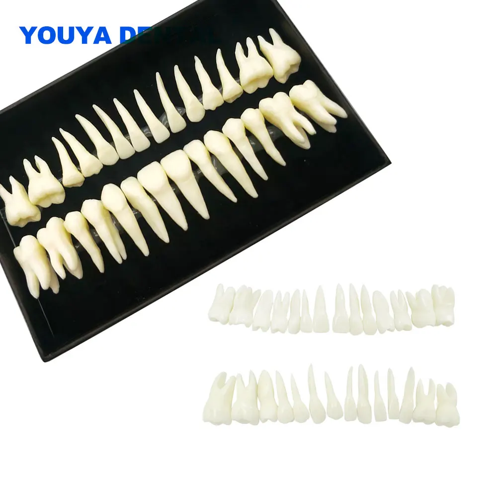 

1:1 Dental Adult Teeth Model Full Mouth 28Tooth Monochrome Permanent Dentistry Vitro Model For Studying Teaching with Root