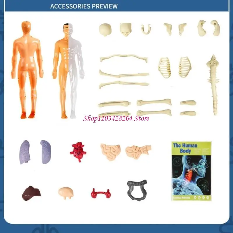  Human Torso Body Anatomy Model with Removable Parts Medical Educational Supplies