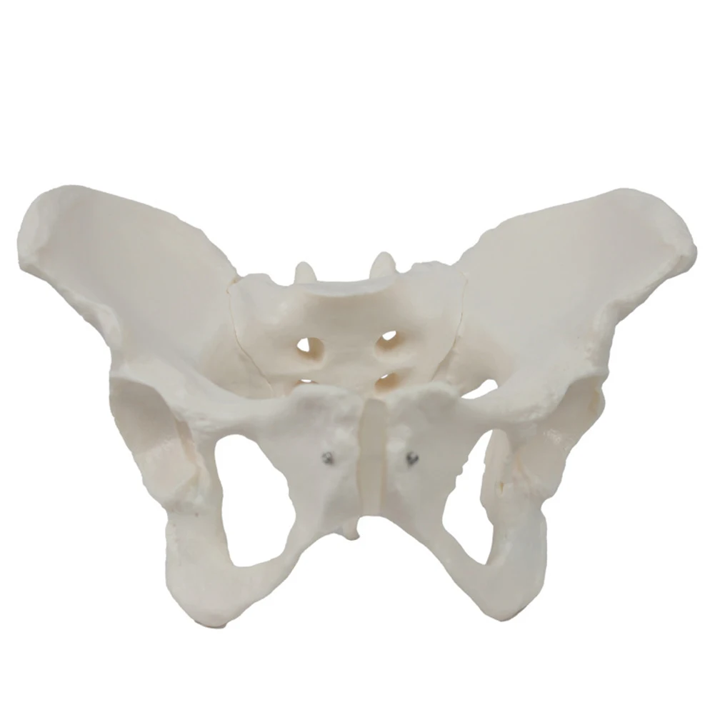 

PVC Female Pelvic Model Pelvic Organ Skeletal Anatomical Structure Manufacturing Teaching Medical Bone Model Teaching Supplies