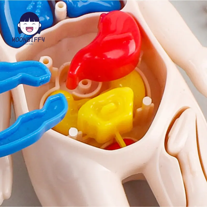 13-Piece Set Children\'s Science and Education 3D Human Body Organ Model DIY Assembled Medical Early Education Toys