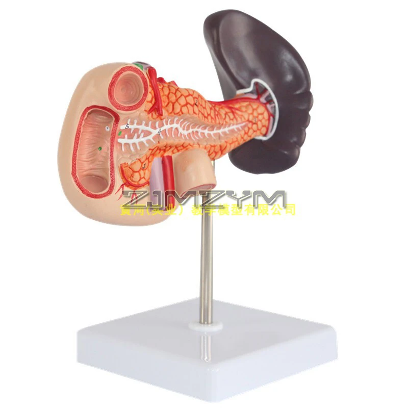 Trzustka, dwunastnica i śledziona Model ludzkiej naturalnej wielkości wątroby, trzustki i dwunastnicy Model symulacyjny z 22 częściami znaków