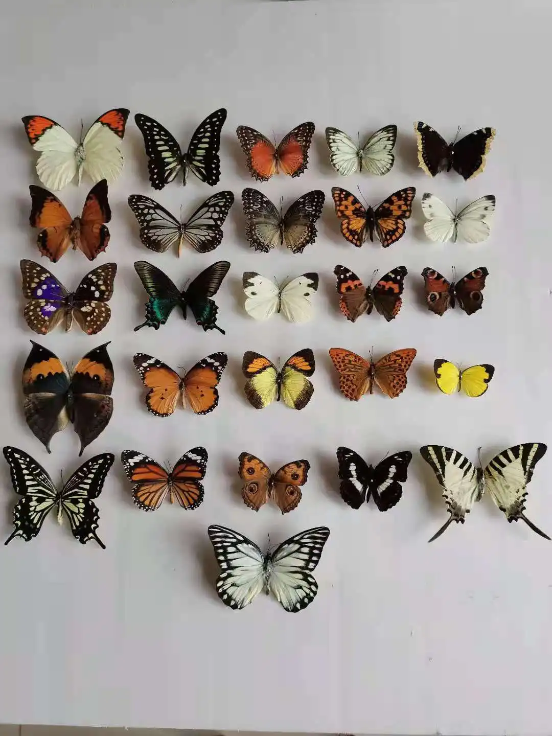 Unmounted Natural Artwork Material Decor, Rhopalocera, Le Papillon, Butterfly Specimen, 10-100Pcs