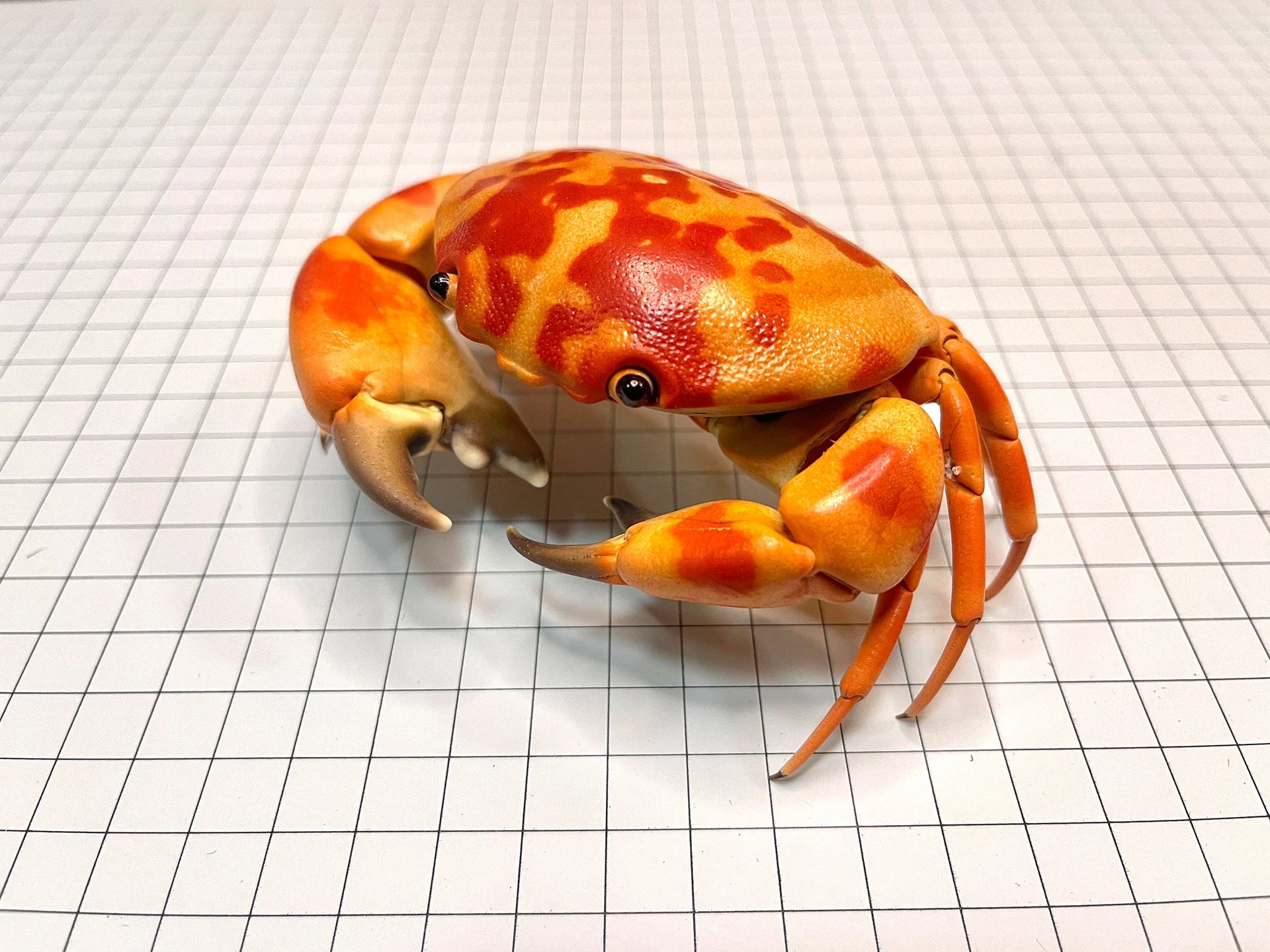 

Carpilius Convexus Real Crab Specimen Special Handicrafts Collectors Home Decor Ornament Desk Decoration Customized