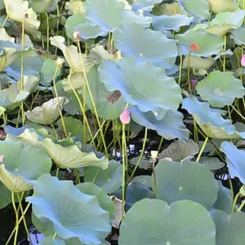 

HobbyEagle A3 Pro / A3 Pro V2 Самолет RC Контроллер полета Стабилизатор Система стабилизатора Гироскоп для радиоуправляемого самолета Коптер с неподвижным крылом