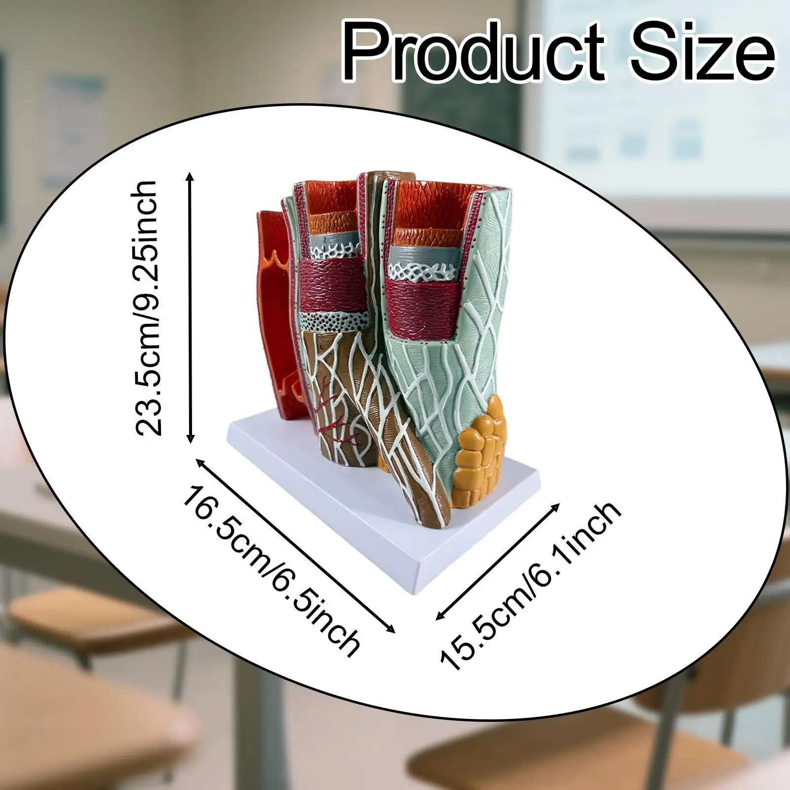 نموذج الأوعية الدموية البشرية تعليم العلوم العلمية التعليمية الوريد الشرياني هيكل الوريد الشرياني نموذج التشريح التعليم #6