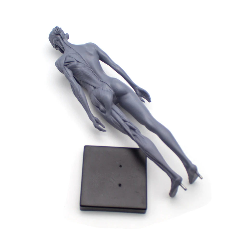 Escultura de sangre de cráneo de anatomía anatómica humana, modelo de cuerpo de cabeza, modelo de hueso muscular masculino y femenino 1:6, altura del cuerpo humano de 30CM