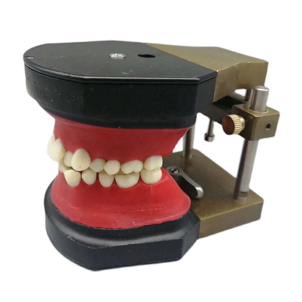 1pc Orthodontic Typodont Dental Study Model with Wax Rim and Articulator Manual for Teaching & Training