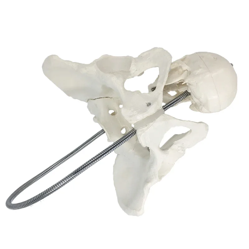 

Maternity Pelvic Childbirth and Childbirth Teaching Model Female Pelvis Model Childbirth Teaching Aid (without Base)