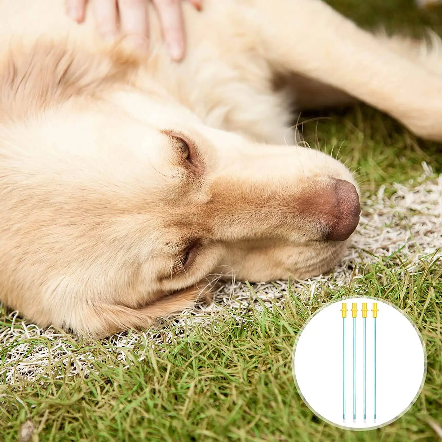 แท่งผสมเทียมแบบใช้แล้วทิ้ง50ชิ้นหลอดเพาะพันธุ์แบบยืดหยุ่นสำหรับสุนัข