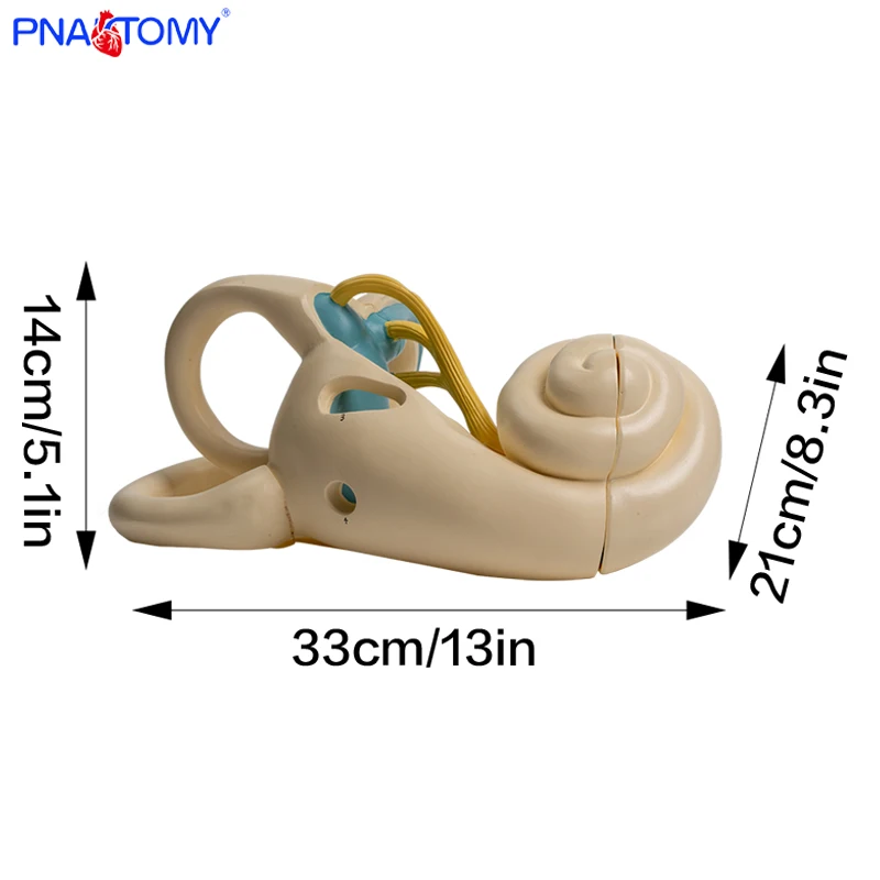 Enlarged human ear semicircular canal cochlear semicircular canal anatomical model inner ear labyrinth model medical tool