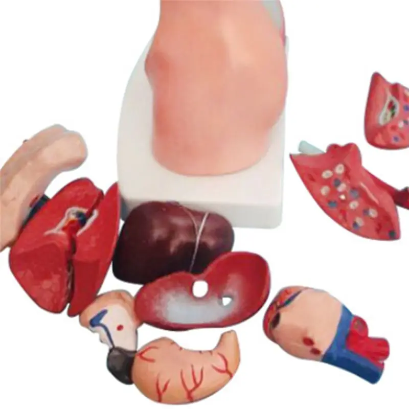 B50B-Torso Mannequin Anatomy 15 Removable Parts Educational Organ Model Human Internal Organ Anatomy Model