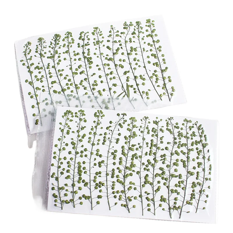 ดอกหญ้ากรีนเบลล์สีธรรมชาติ แห้งแบบกด สำหรับงาน DIY งานฝีมือ กรอบรูป ที่คั่นหนังสือ เครื่องประดับเรซิ่น และงาน Scrapbooking