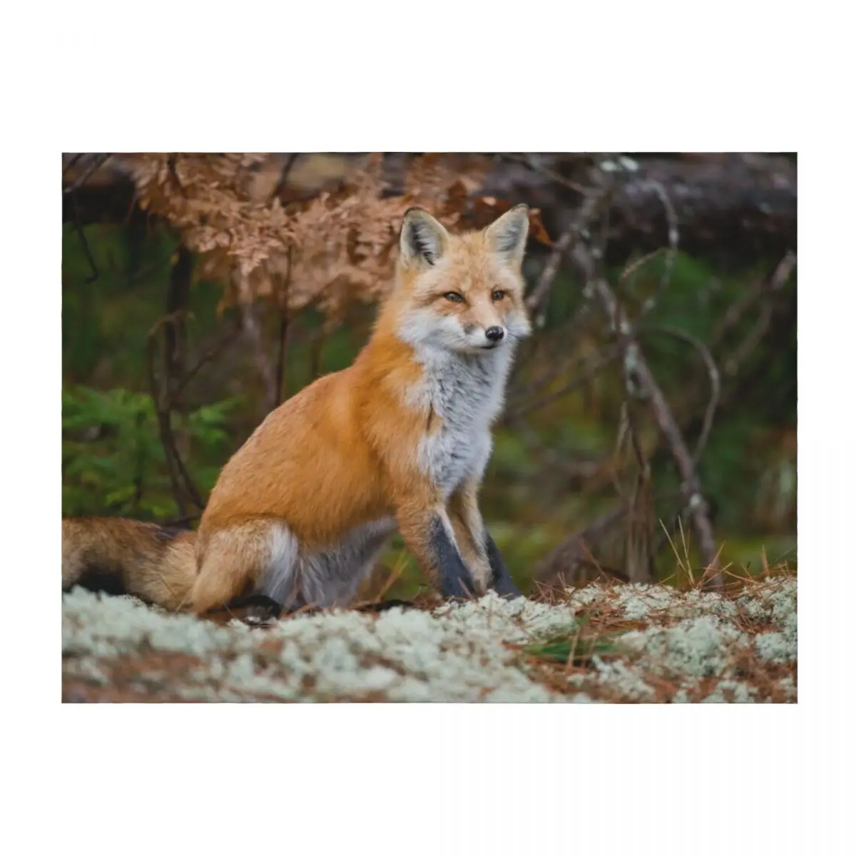 

Red Fox Throw Blanket Moving Soft Plaid Thin Designers Blankets