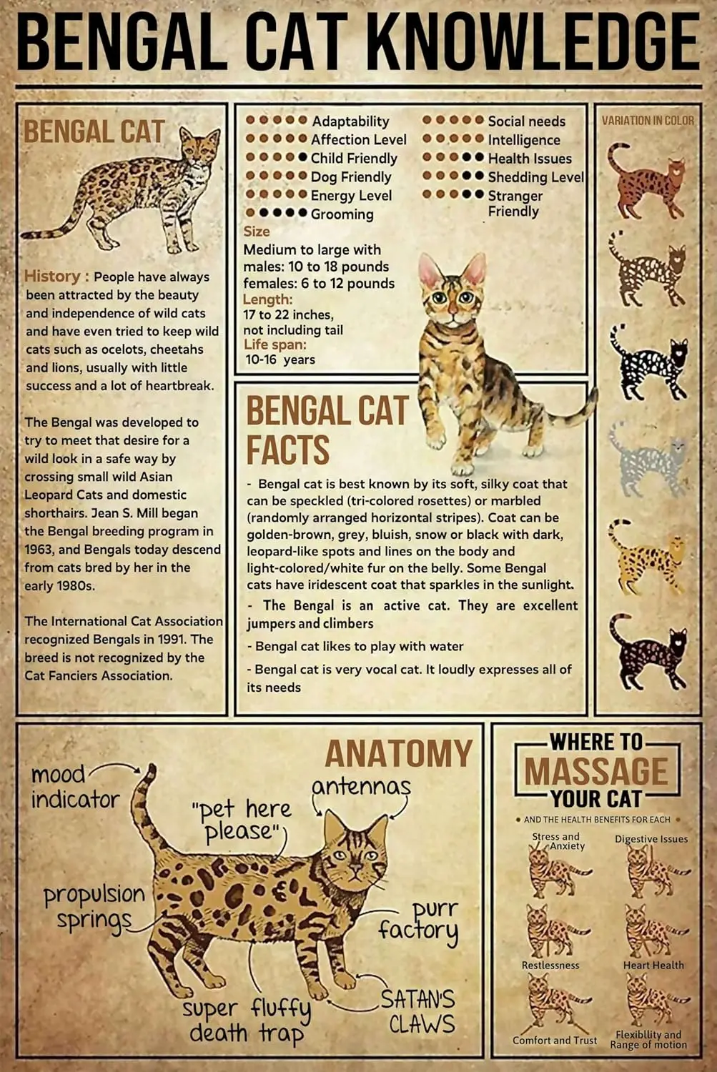 Pancarte en métal « Connaissance du chat de Bengale », affiche amusante sur l'anatomie, pour l'école, le bureau, le salon, la cuisine, la salle de bain, la maison