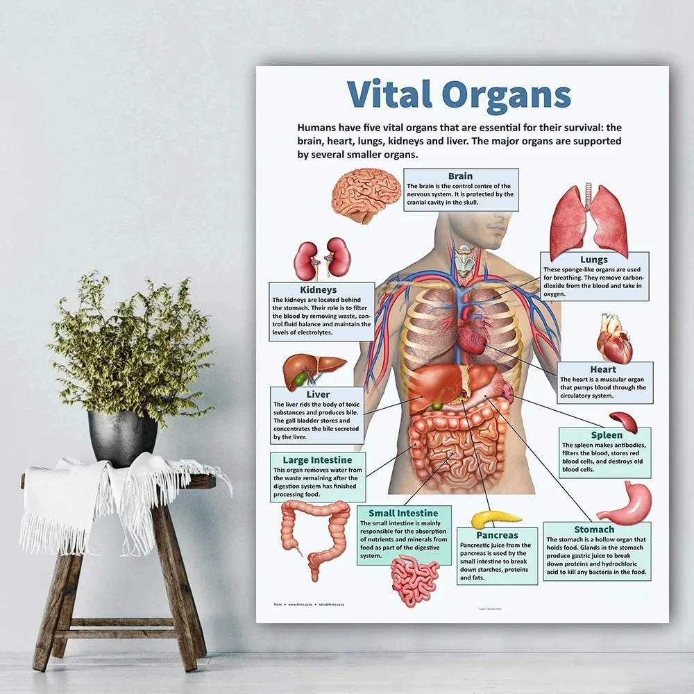 ملصق كلاسيكي للأعضاء البشرية الرجعية ، تشريح القلب والكبد في الدماغ ، زخرفة قماش ، رسم ، فن جداري ، غرفة مدرسية